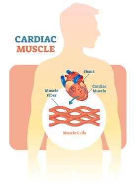 Kalp kası vektör çizim diyagramı, insan kalbi olan anatomik düzeni. 