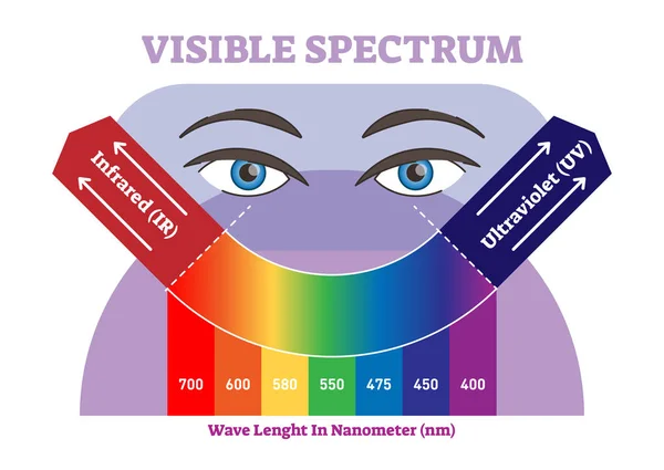 Visuelles Spektrum-Vektorillustrationsdiagramm, Farbschema von infraroten bis ultravioletten Farbskalen. — Stockvektor