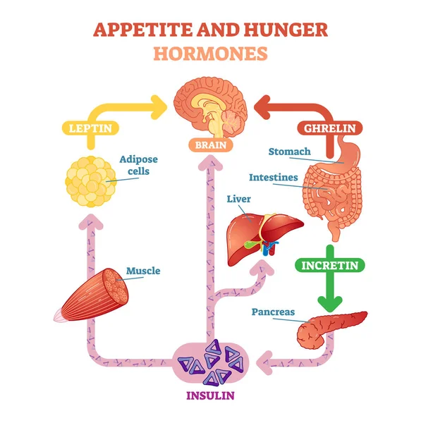 Apetite e fome hormônios diagrama vetorial ilustração —  Vetores de Stock