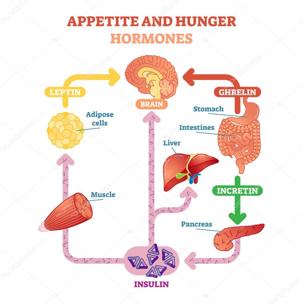 Appetite and hunger hormones vector diagram illustration