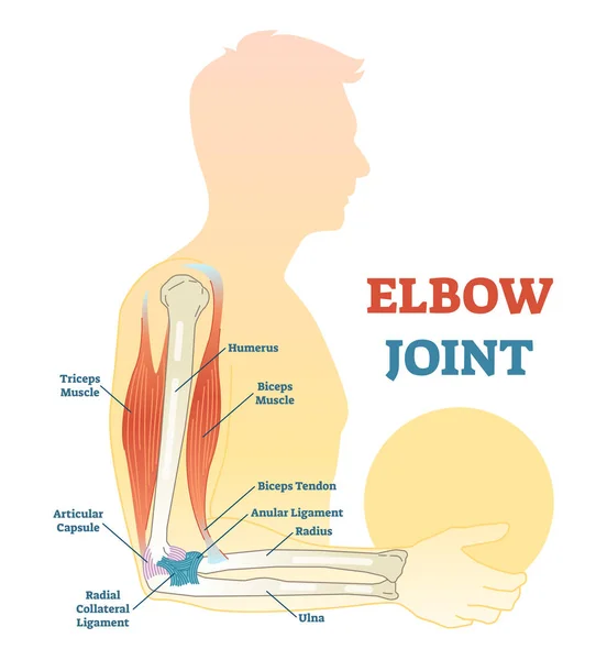 Koleno společné vektorové ilustrace diagramu, zdravotní systém. — Stockový vektor