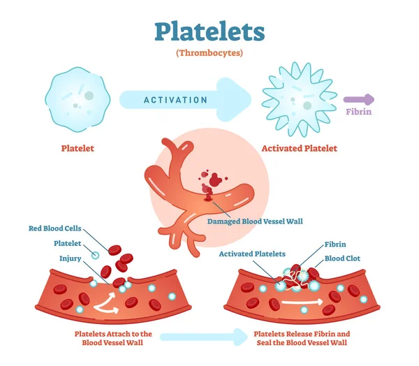 Plaquetas ou ativação de plaquetas fibrina no diagrama ilustrativo do vetor sanguíneo. Esquema anatômico do sistema de circulação sanguínea . — Vetor de Stock