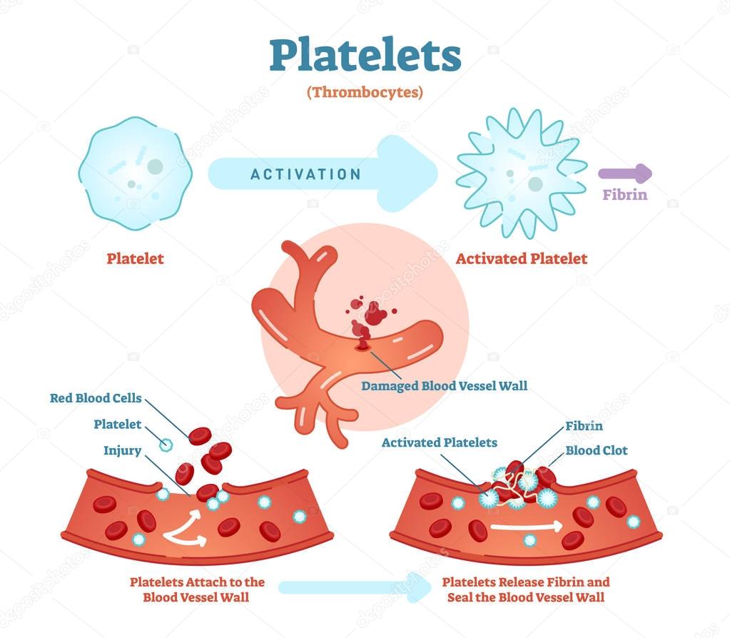 Platelets or thrombocyte activation fibrin in blood vessel vector illustration diagram. Anatomical blood circulation system scheme. 