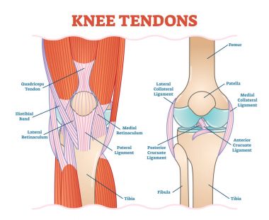 Knee Tendons medical vector illustration scheme, anatomical diagram.  clipart