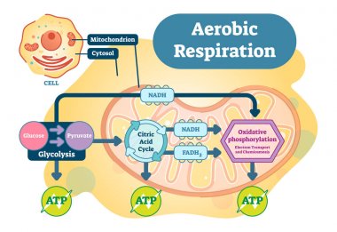 Aerobik solunum biyo anatomik vektör çizim diyagramı