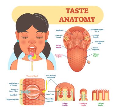 Taste anatomy vector illustration diagram, educational medical scheme  clipart