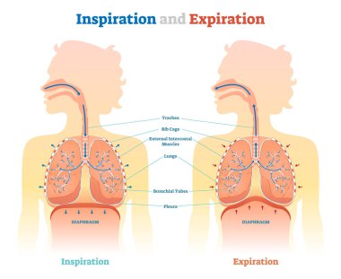 Inspiration and Expiration anatomical vector illustration diagram, educational medical scheme  clipart