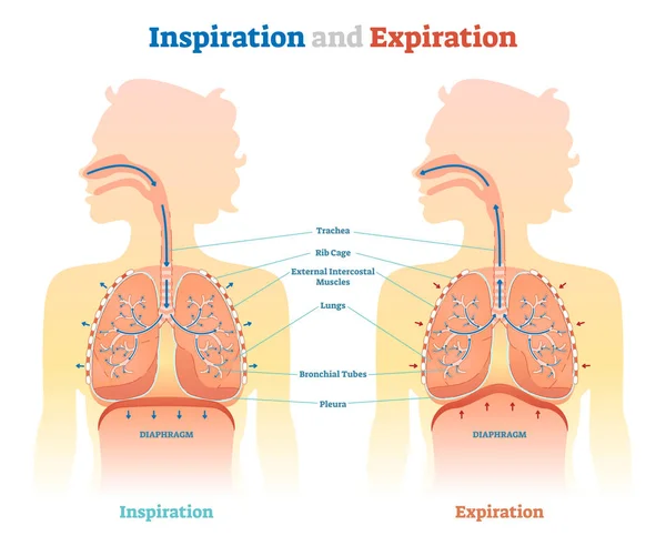 Illustration vectorielle anatomique d'inspiration et d'expiration, schéma médical éducatif — Image vectorielle