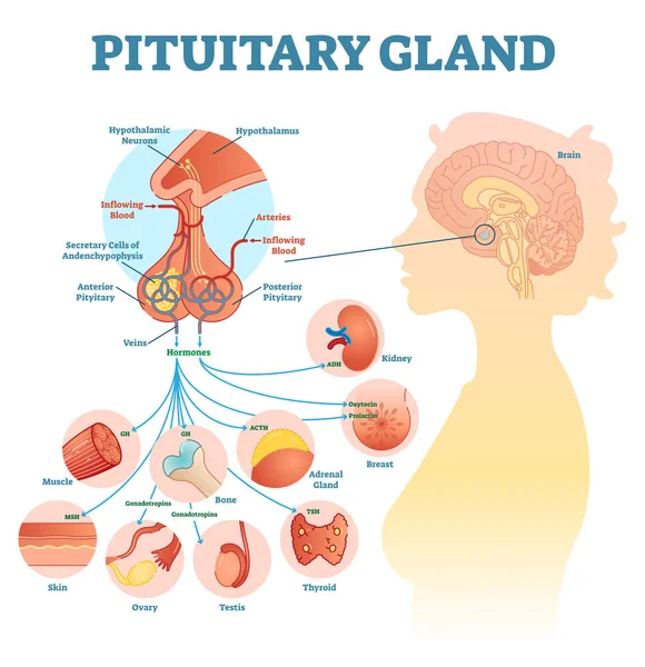 Hypophyse anatomisches Vektorillustrationsdiagramm, medizinisches Bildungsschema — Stockvektor