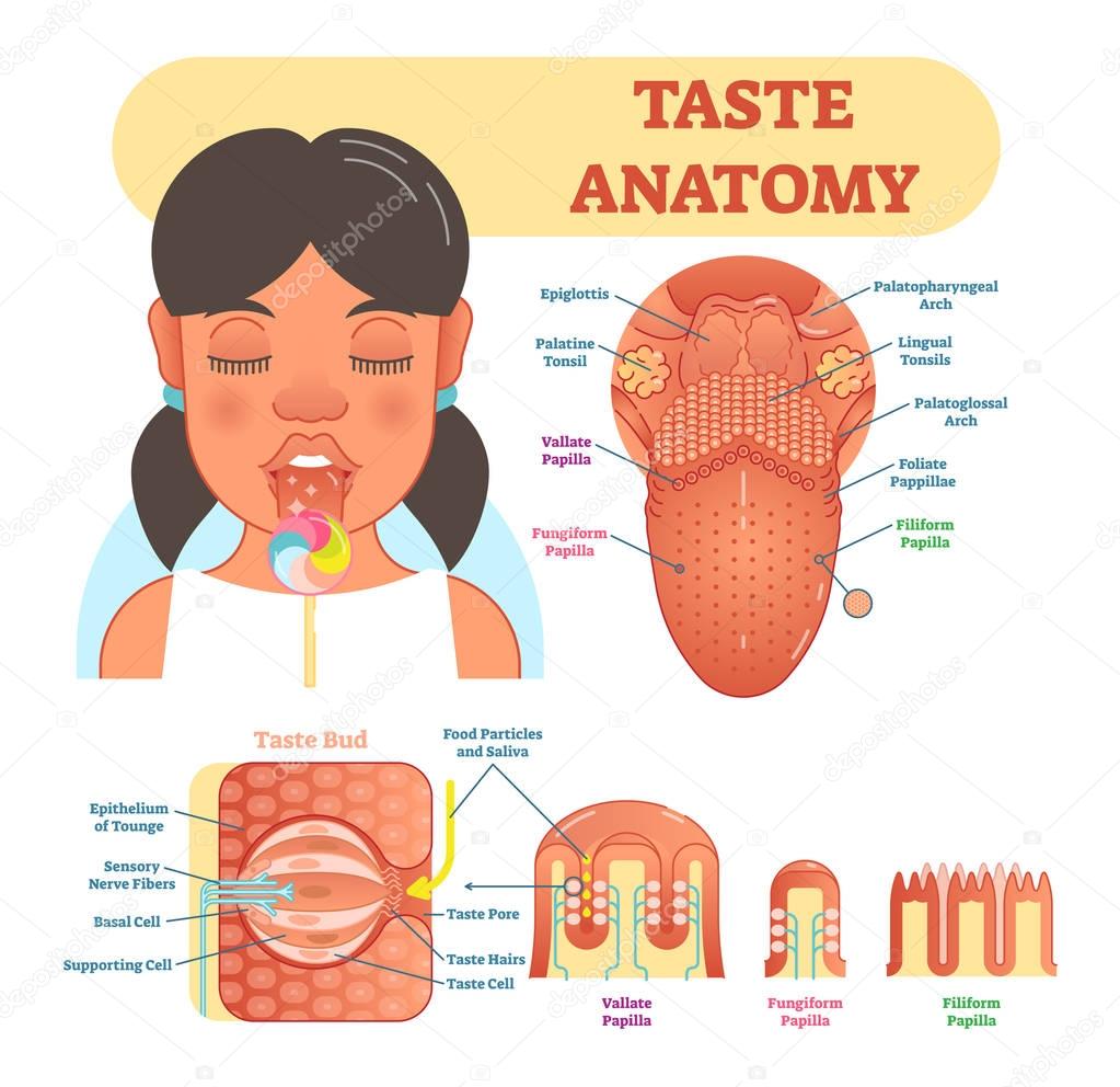 Taste anatomy vector illustration diagram, educational medical scheme 