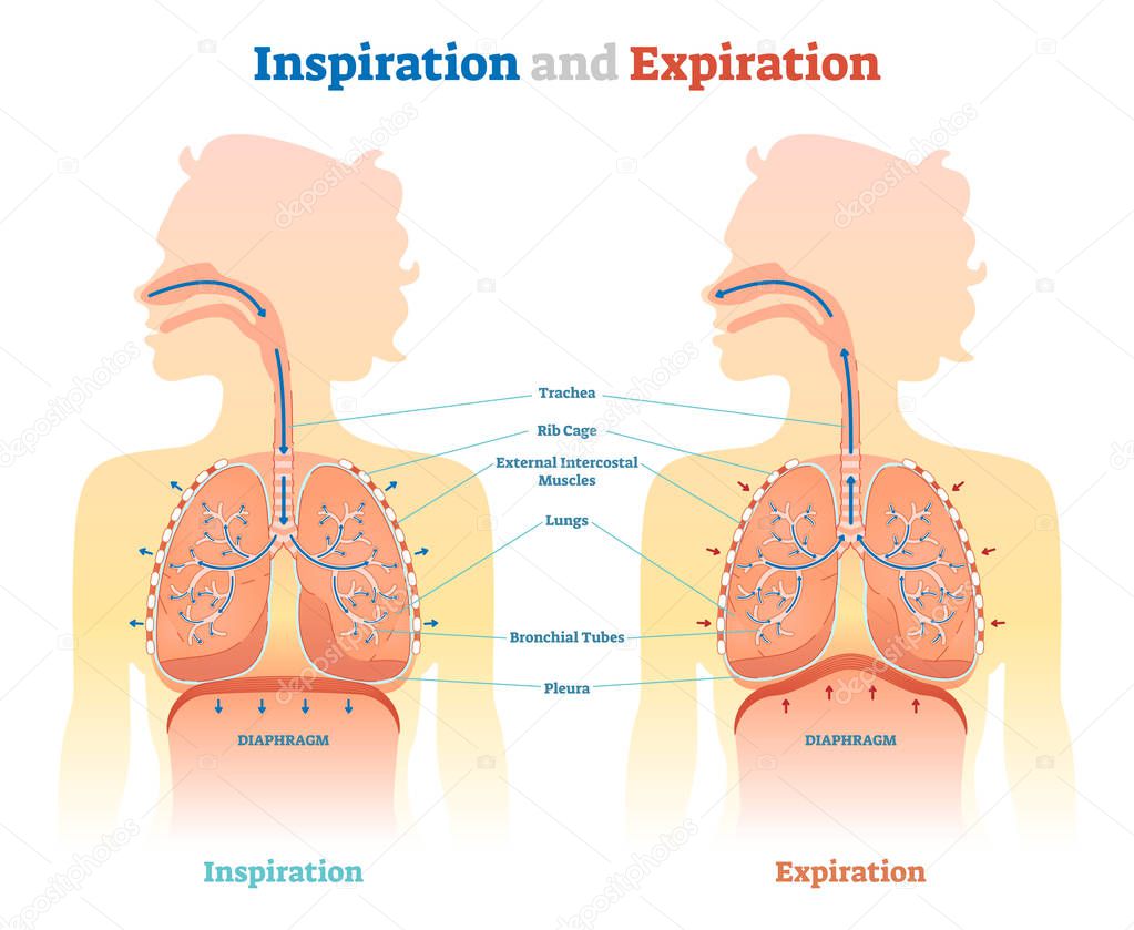 Inspiration and Expiration anatomical vector illustration diagram, educational medical scheme 