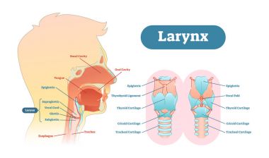 Gırtlak anatomik vektör çizim diyagramı, eğitim sağlık scheme.