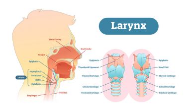Larynx anatomical vector illustration diagram, educational medical scheme. clipart