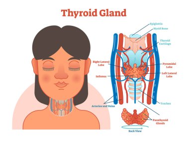 Tiroid bezi anatomik vektör çizim diyagramı, eğitim sağlık scheme.