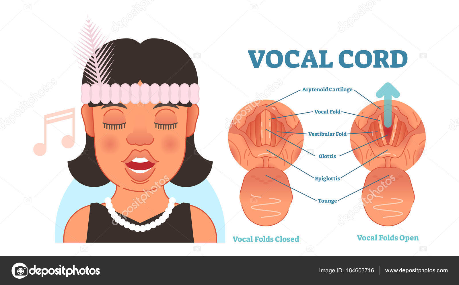 69 ilustraciones de stock de Cuerda vocal | Depositphotos®