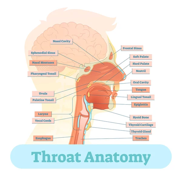 Векторна діаграма анатомії горла . — стоковий вектор