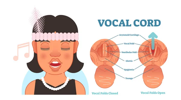 Vocale snoer anatomie vector illustratie diagram, educatieve medische regeling. — Stockvector