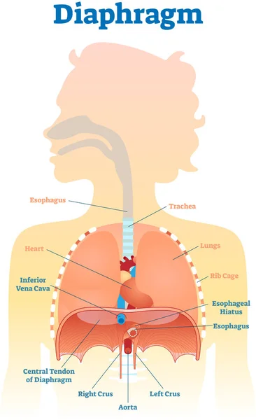 Diagrama anatômico da ilustração do vetor do diafragma, esquema médico educacional  . — Vetor de Stock