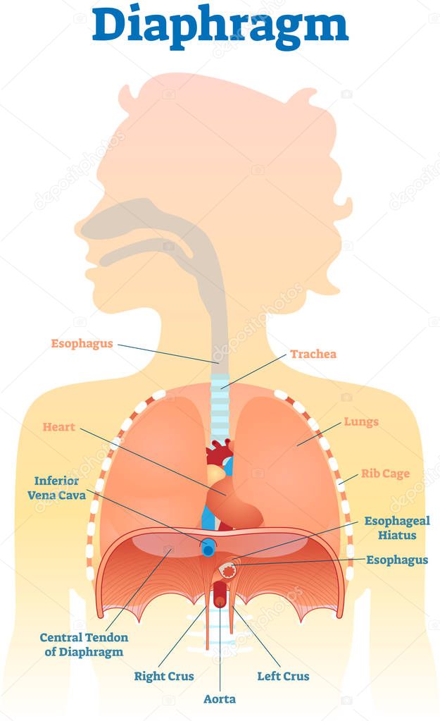 Diaphragm anatomical vector illustration diagram, educational medical scheme .