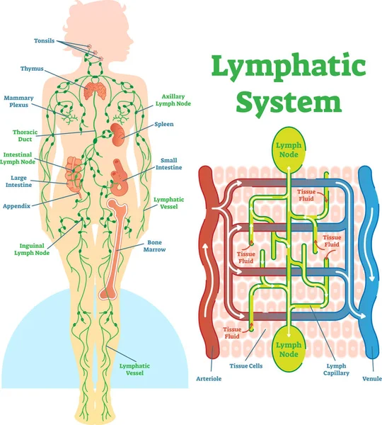 Lenfatik sistem anatomik vektör çizim diyagramı, eğitim sağlık scheme.