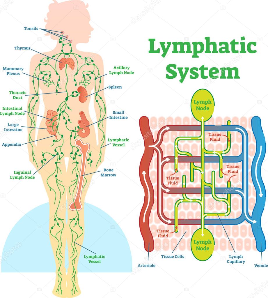 Lymphatic system anatomical vector illustration diagram, educational medical scheme.