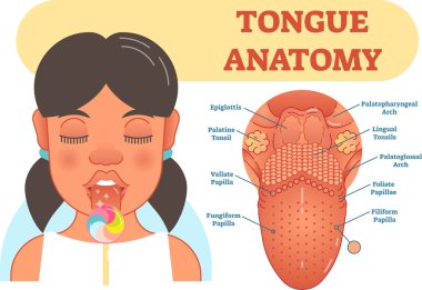 Tongue anatomy medical vector illustration diagram. clipart