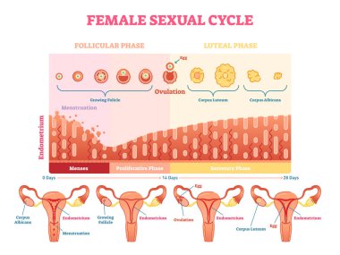 Female sexual cycle vector illustration graphic diagram with menstruation and ovulation chart and uterus. clipart