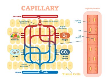 Capillary schematic, anatomical vector illustration diagram with blood flow.  clipart