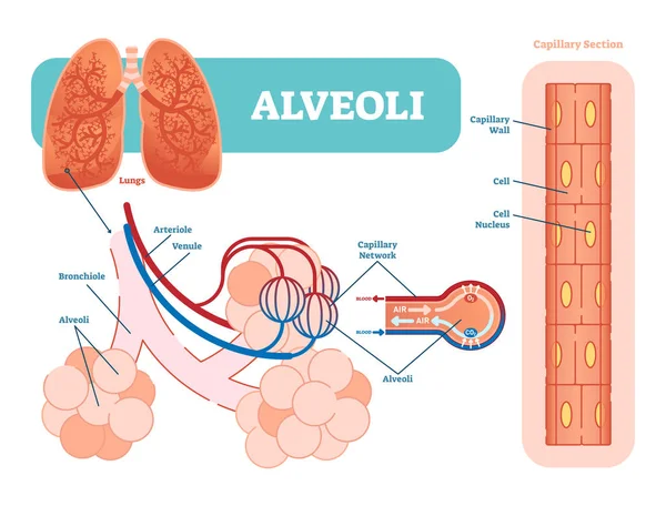 Lungenalveolen schematisch, anatomisches Vektordiagramm mit Kapillarnetzwerk. — Stockvektor