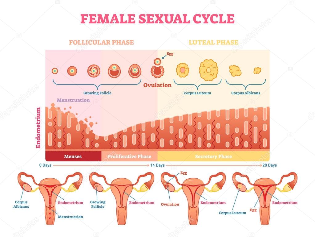 Female sexual cycle vector illustration graphic diagram with menstruation and ovulation chart and uterus.