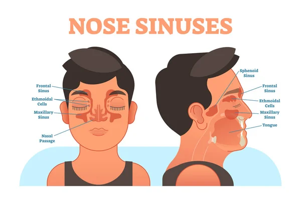 Nose sinuses anatomical vector illustration cross section. — Stock Vector