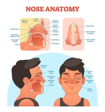 Nose anatomy medical vector illustration diagram. clipart
