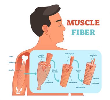 Muscle fiber anatomical vector illustration, medical education information. clipart