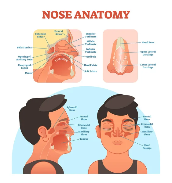 Anatomía de la nariz vector médico diagrama de ilustración . — Archivo Imágenes Vectoriales