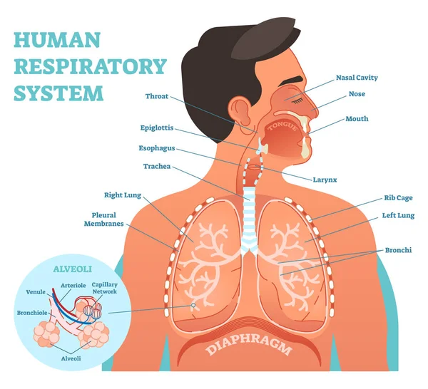 Menselijke ademhalingswegen anatomische vectorillustratie, medisch onderwijs cross sectie diagram met de neusholte, keel, longen en longblaasjes. — Stockvector