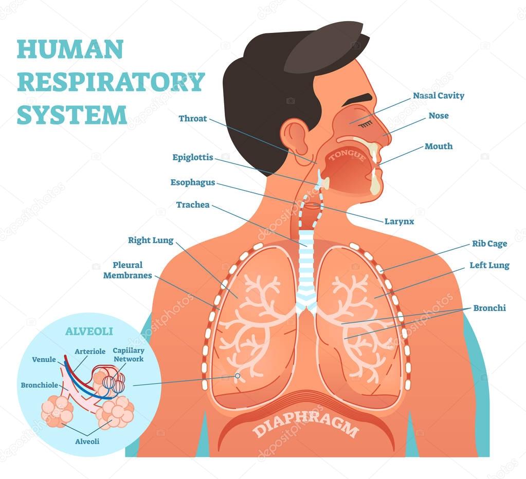 Human Respiratory System anatomical vector illustration, medical education cross section diagram with nasal cavity, throat, lungs and alveoli. 