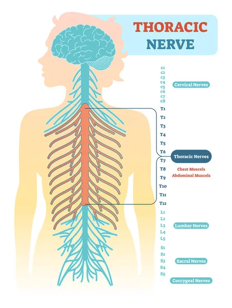 Nerw piersiowy anatomiczne diagramu, ilustracji wektorowych program badań lekarskich. — Wektor stockowy