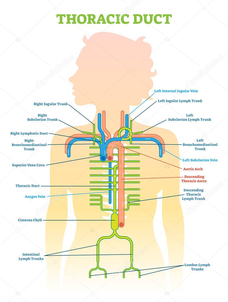 Thoracic Duct anatomical vector illustration diagram, medical scheme. 