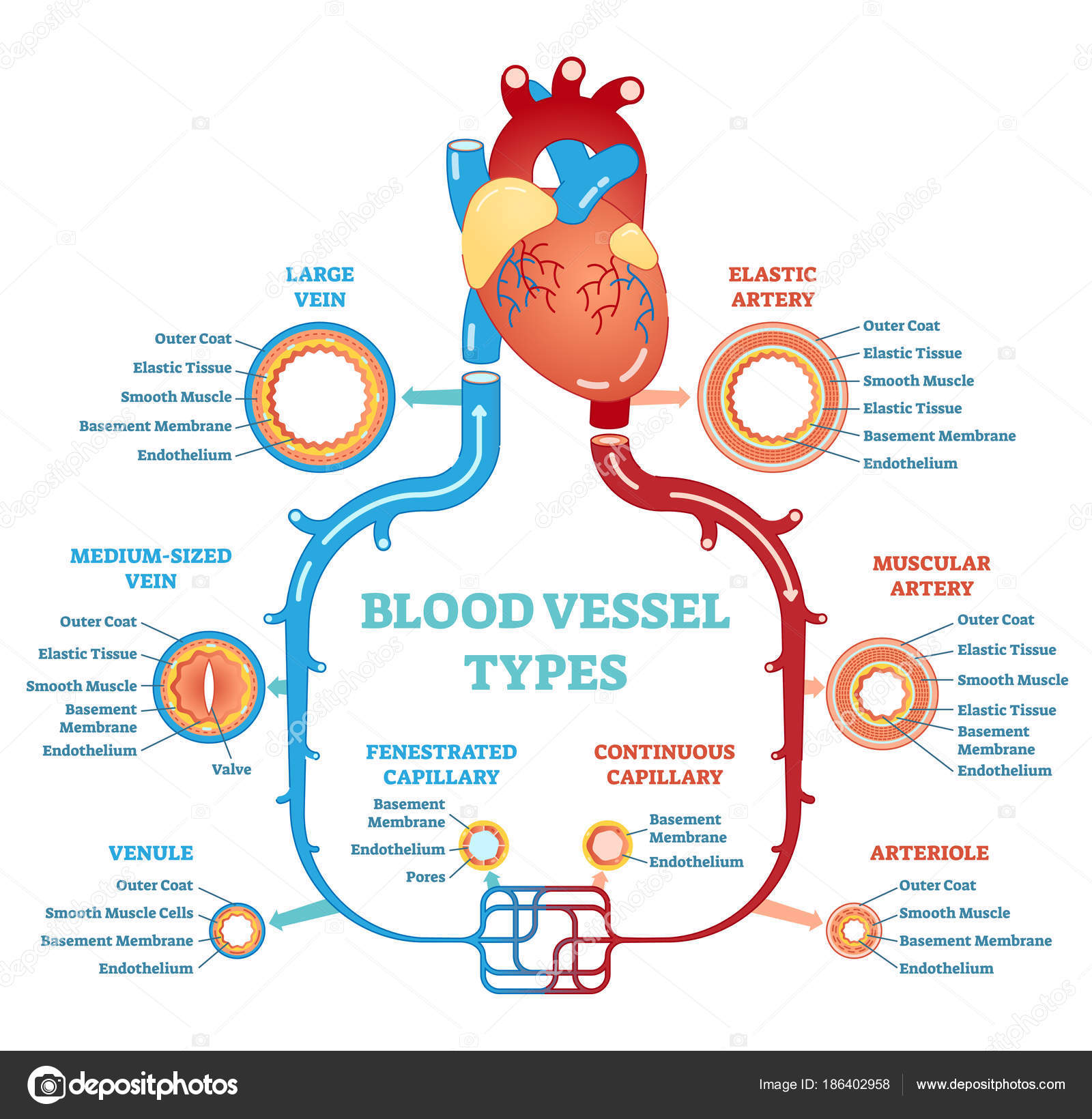 Blood Vessel Structure Diagram