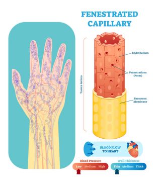 Fenestrated capillary anatomical vector illustration cross section. Circulatory system blood vessel diagram scheme on human hand silhouette. Medical educational information. clipart