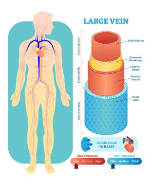 Large vein anatomical vector illustration cross section. Circulatory system blood vessel diagram scheme on human body silhouette. Medical educational information.  clipart