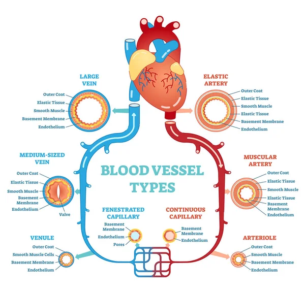 Blodkärl typer anatomiska diagram, medicinska system. Cirkulationssystemet. Medicinsk utbildning och information. — Stock vektor