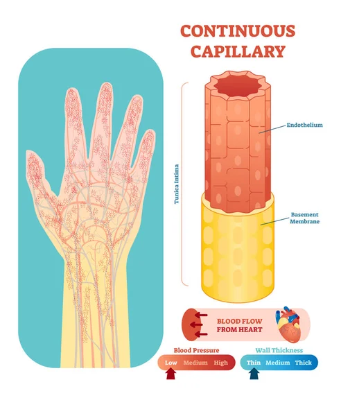Vectorillustratie continu, capillaire en anatomische dwarsdoorsnede. Circulatory system bloedvat diagram regeling op menselijke hand silhouet. — Stockvector