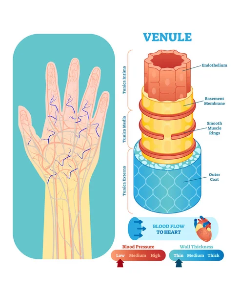 Sección transversal de ilustración de vectores anatómicos Venule. Esquema de diagrama de vasos sanguíneos del sistema circulatorio en la silueta de la mano humana. Información médica educativa . — Archivo Imágenes Vectoriales