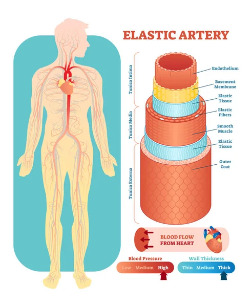 Arteri elastis Vektor anatomi penampang ilustrasi. Sistem sirkulasi skema diagram pembuluh darah pada siluet tubuh manusia. Informasi pendidikan medis . - Stok Vektor