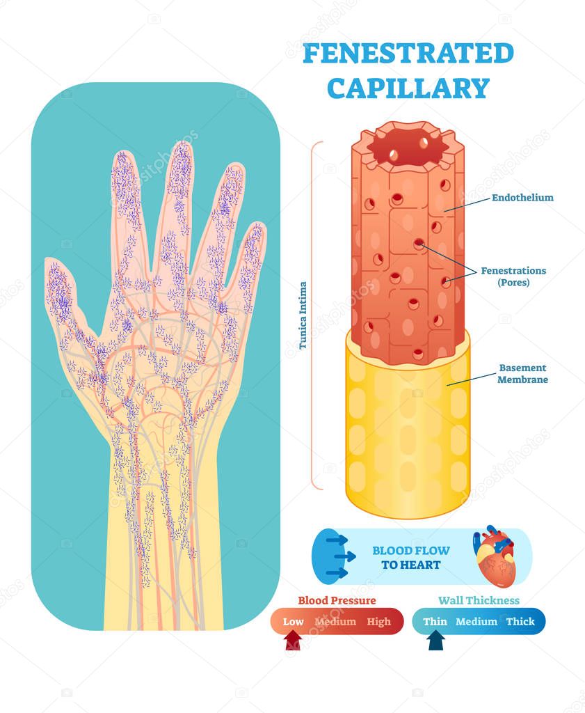 Fenestrated capillary anatomical vector illustration cross section. Circulatory system blood vessel diagram scheme on human hand silhouette. Medical educational information.