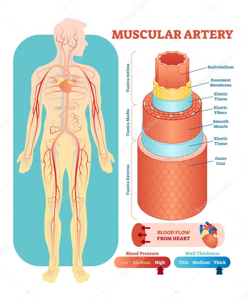 Muscular artery anatomical vector illustration cross section. Circulatory system blood vessel diagram scheme. Medical educational information.