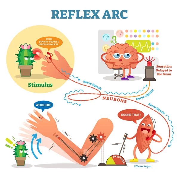 Spinal Reflex Arc scheme, vector illustration, with stimulus pathway through the nerve signals and muscle response. Diagram with fun cartoon characters. — Stock Illustration Spinal Reflex Arc scheme, vector illustration, with stimulus pathway through the nerve signals and muscle response. Diagram with fun cartoon characters. Stock Illustration