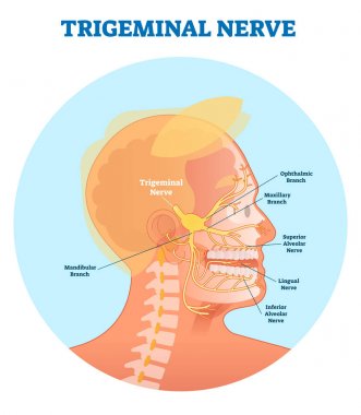 Trigeminal sinir anatomik vektör çizim diyagramı ile insan baş kesiti. 
