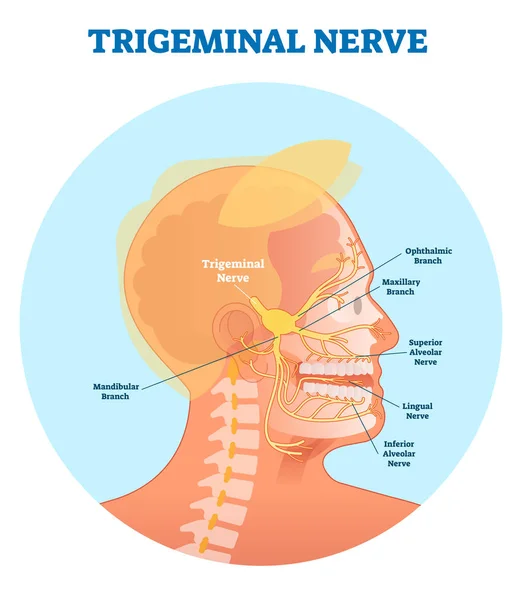 Diagrama de ilustración del vector anatómico del nervio trigémino con sección transversal de la cabeza humana . — Vector de stock